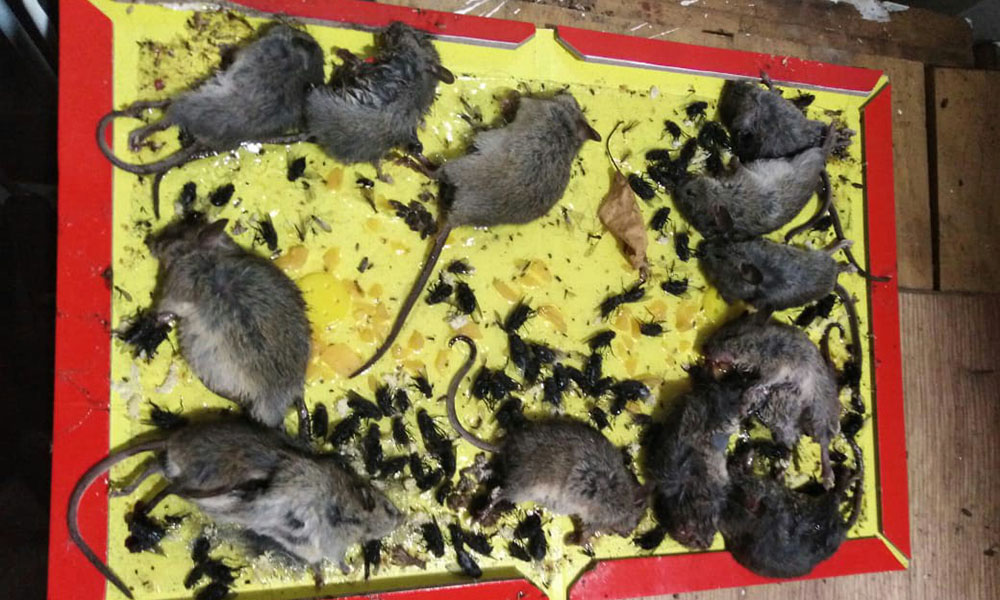На мёртвых мышей в ловушку слетелись мухи