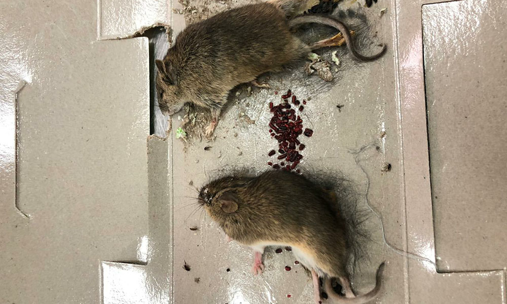 Крысы погибли в клеевой ловушке и приманили насекомых