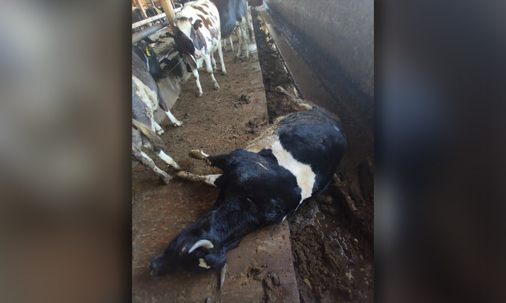 Мёртвая корова на ферме