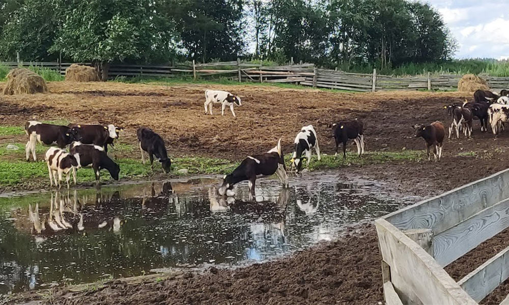Коровы у искусственного водоёма