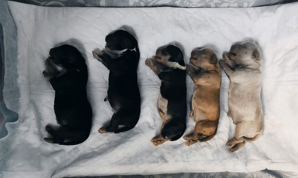 Новорожденные щенки чихуахуа