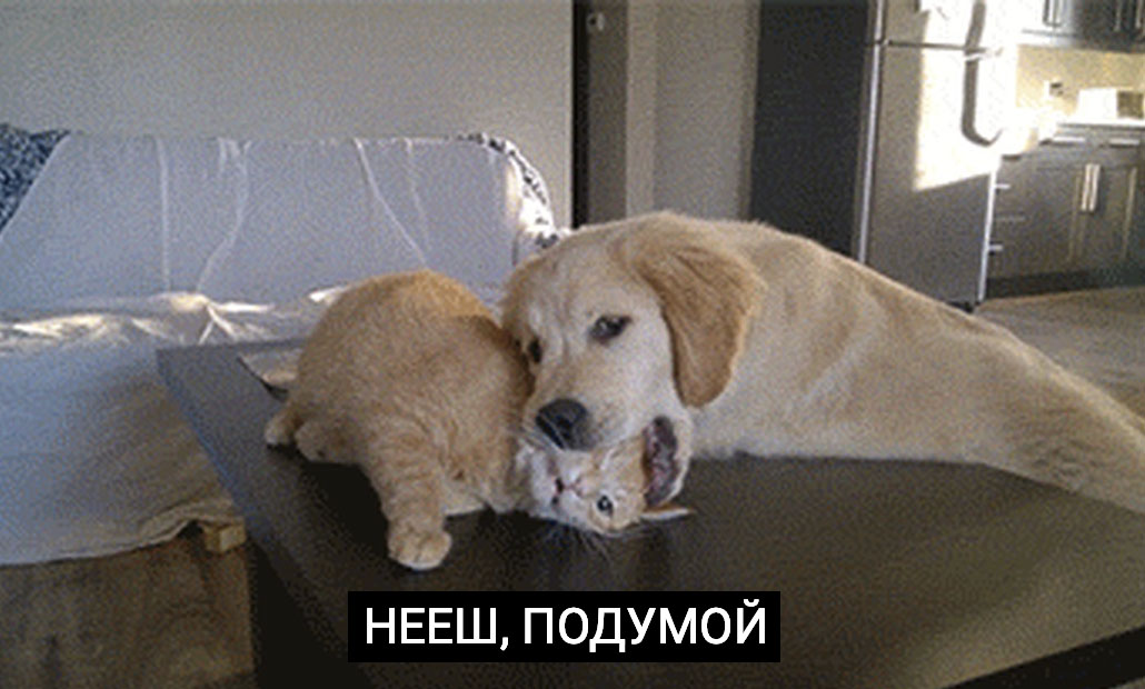 Собака ест кота